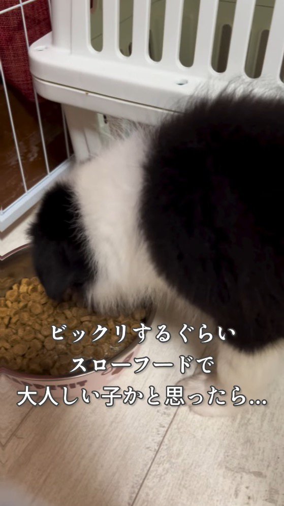 ごはんを食べる子犬