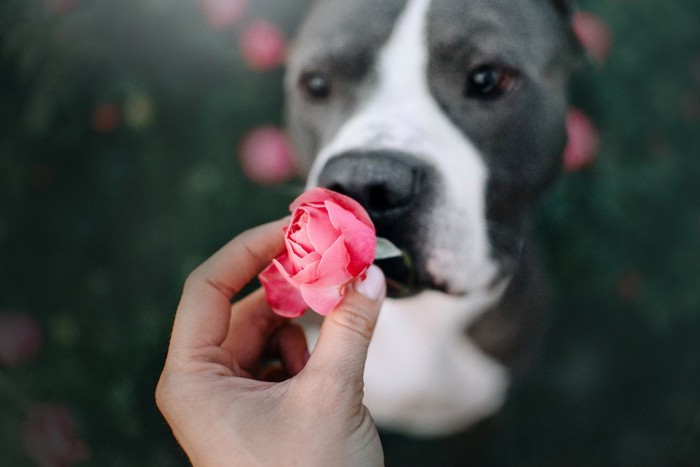 花と犬