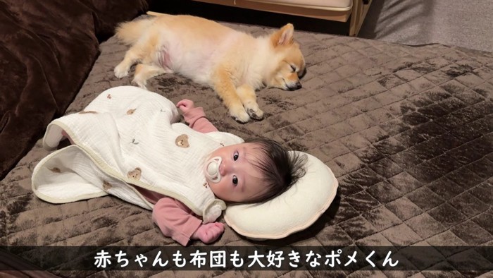 ポメくんの方が熟睡