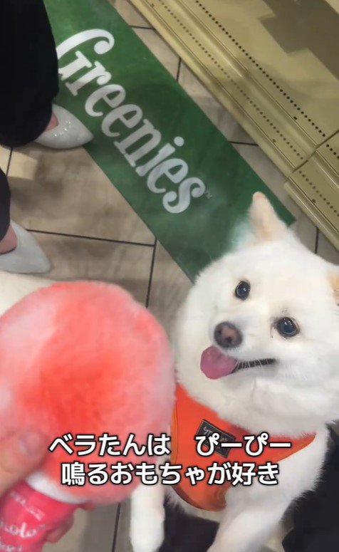 べらちゃんの3歳のお誕生日2