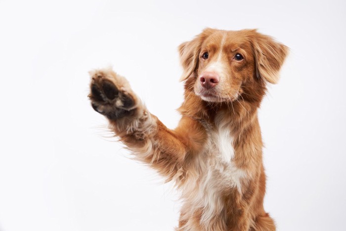 前足を上げる犬