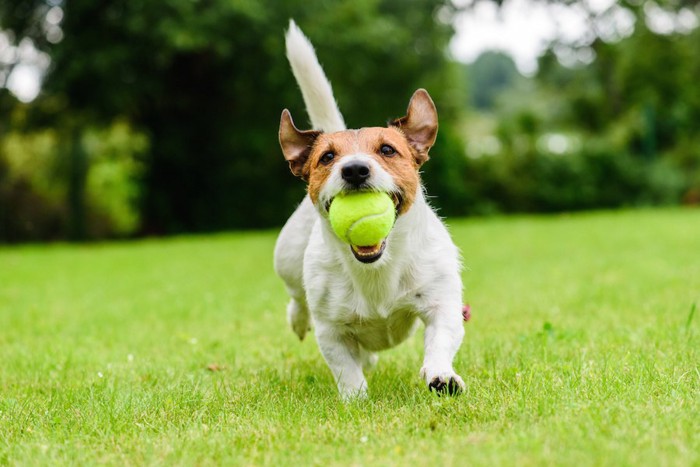 ボールをくわえて尻尾を立てて走る犬