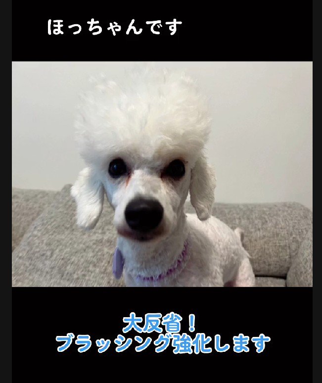 早く毛が伸びないかな♪