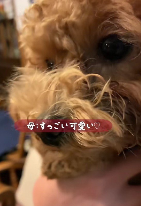 姉夫婦の愛犬、つくしちゃん