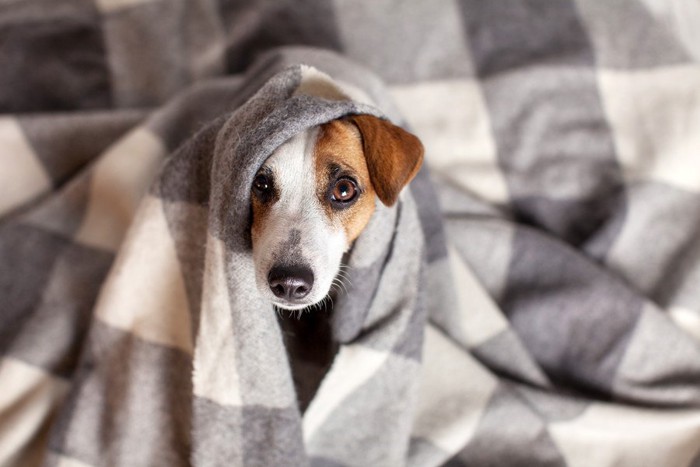 ブランケットにくるまれる犬