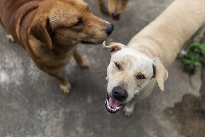 見上げる白っぽい笑顔の犬、横に茶色の犬