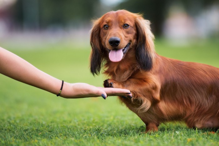 愛犬とのコミュニケーション