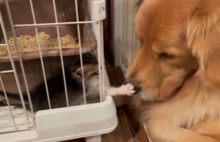 ケージの中からゴールデンレトリバーに猫パンチを繰り出す子猫