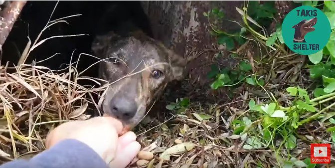 手から直接食べる