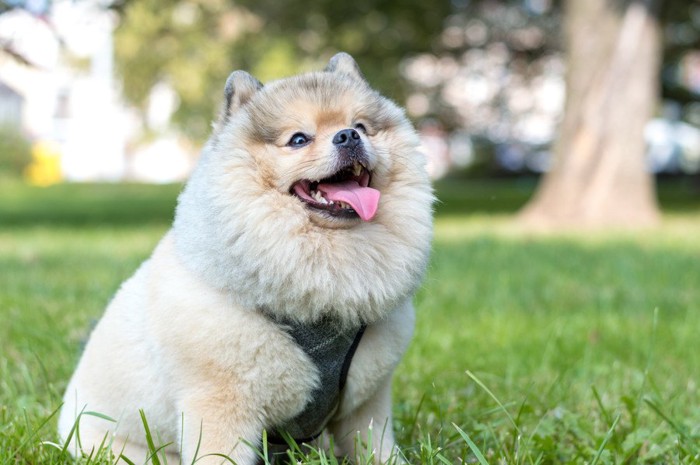 芝生に座り、パンティングしている犬