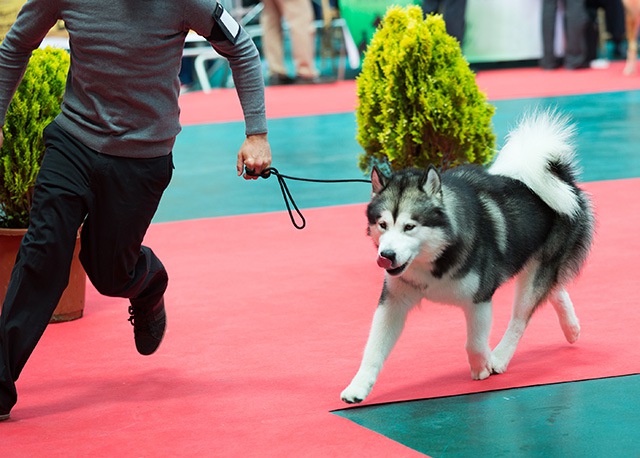 ショーに出る犬