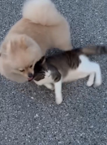 寝転がる猫