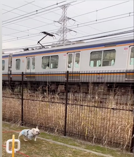 電車と並走する犬1