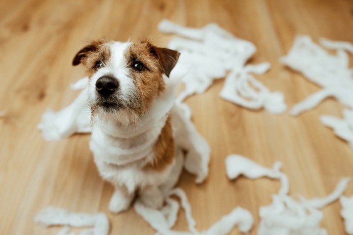 紙を散らかした犬