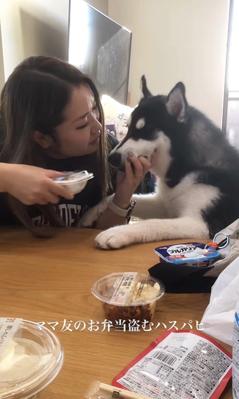 お弁当を盗む豆蔵くん8