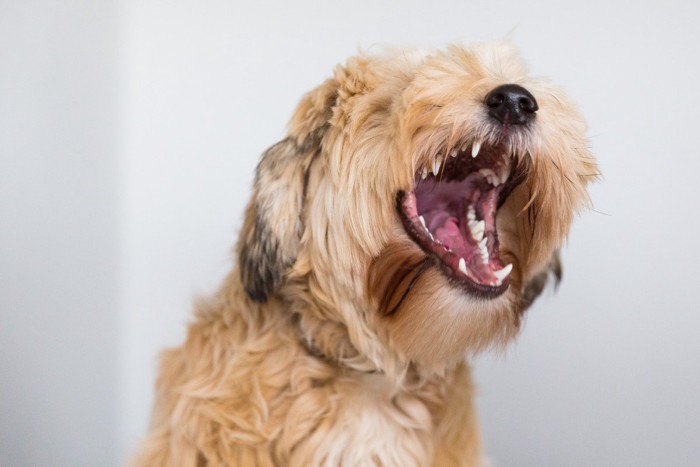 大きく口を開ける茶と白の垂れ耳の犬