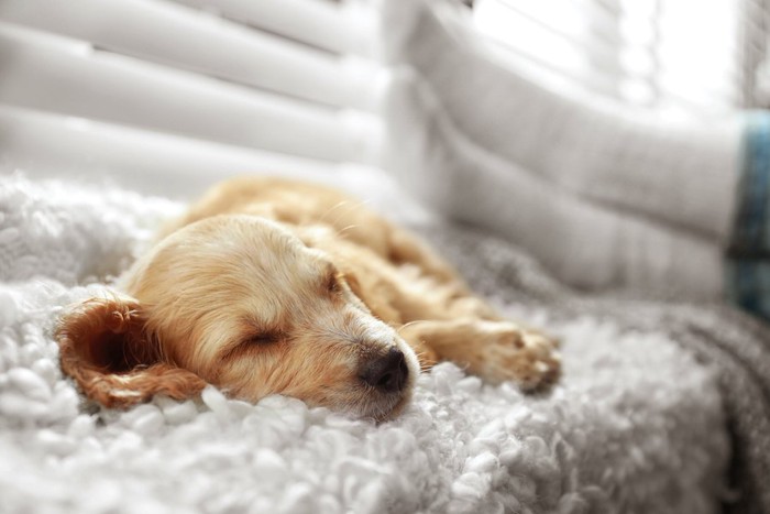 ふかふかのブランケットの上で眠る子犬