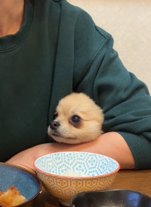 見つめる犬1