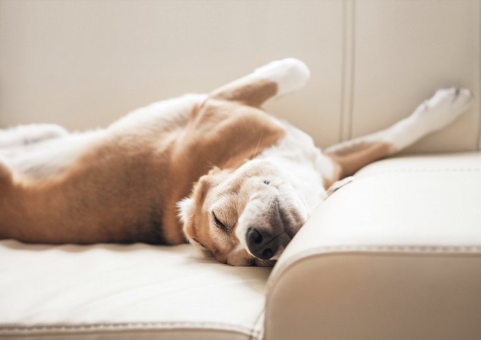 ソファーの上で変な体勢で寝る犬