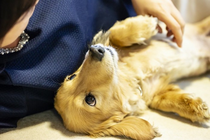 飼い主の隣で仰向けになって甘えるダックスフンド