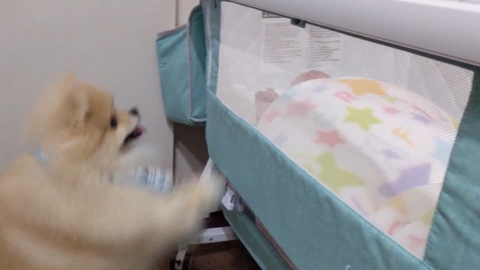 モチちゃん登場！