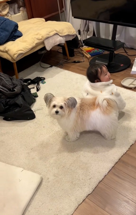 飼い主さんを見る小太郎くん