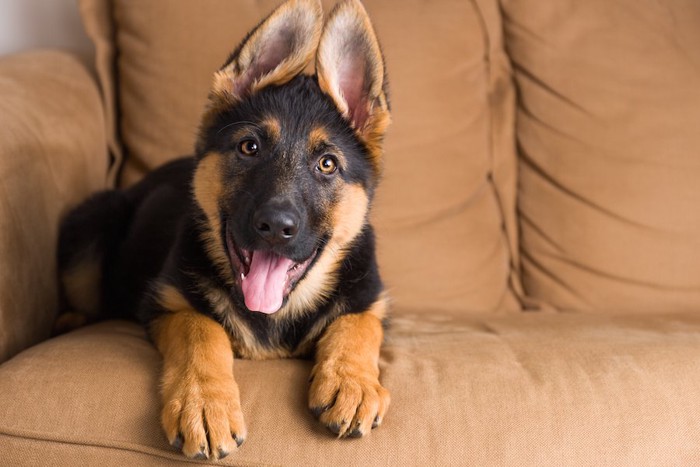 ソファーの上で舌を出す犬