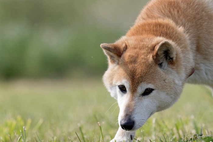 野原にいる柴犬