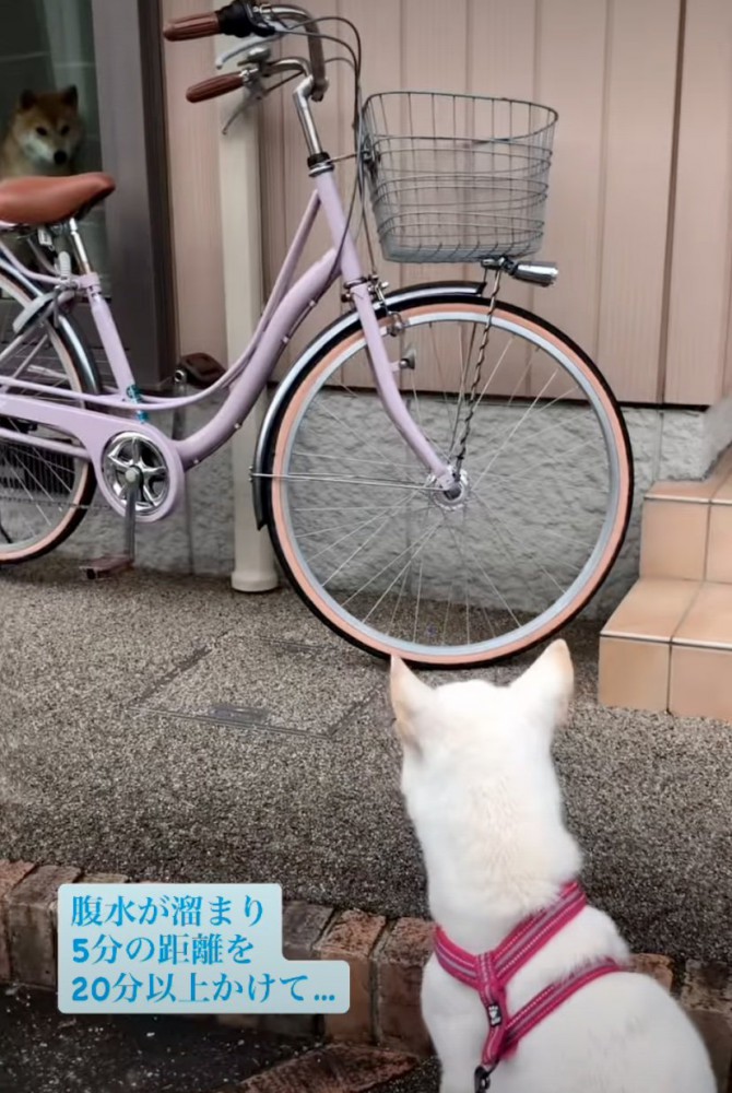 窓越しに見つめ合う犬たち