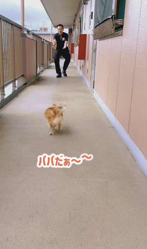 手を伸ばして立っている飼い主の元へと歩いていくチワワ「パパだぁ〜〜」