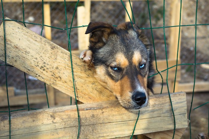 網から顔を出している犬