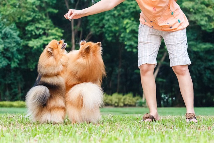 飼い主の持つおやつが欲しくて立ち上がる二匹のポメラニアン