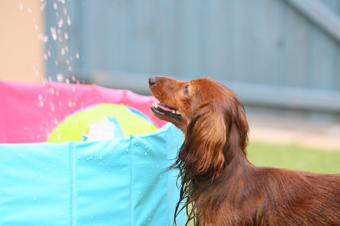 水遊びをする犬