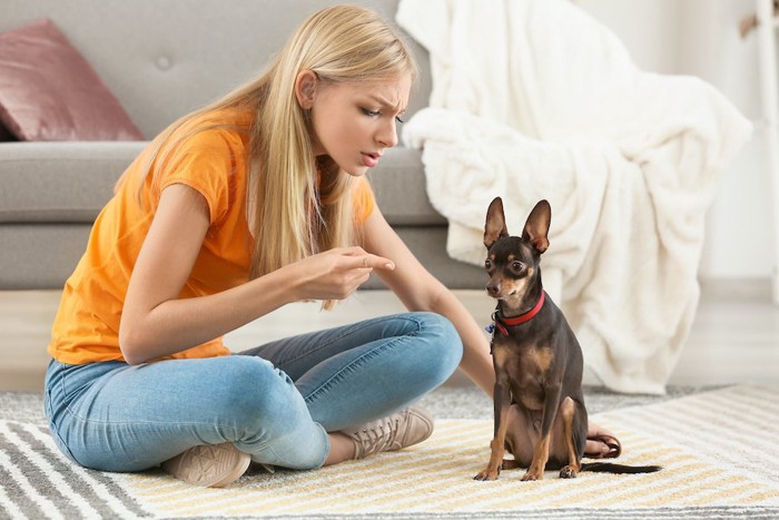 座って飼い主に叱られている犬