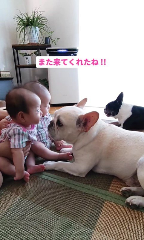 ココくんと双子の赤ちゃん2