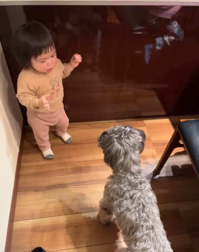 部屋の隅にいる子どもを見つめる犬