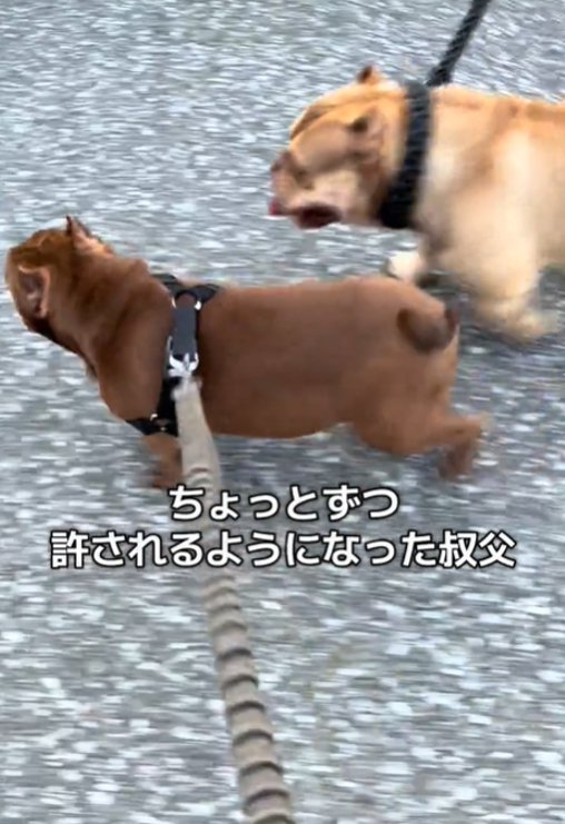 歩く犬2匹