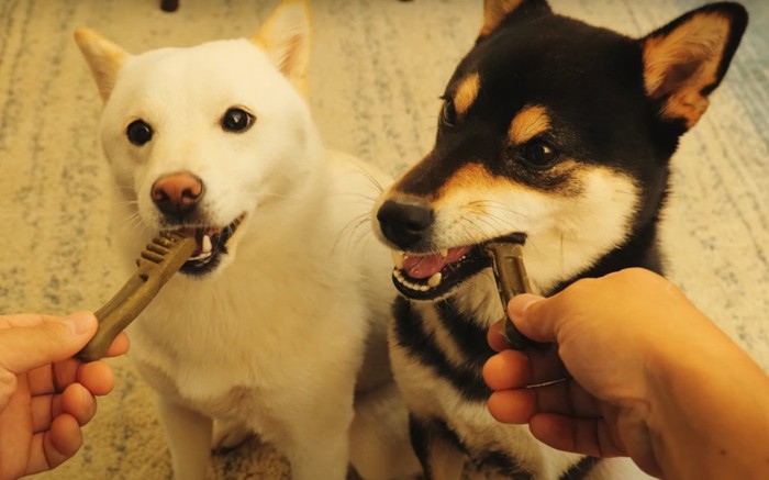 歯磨きガムと犬達