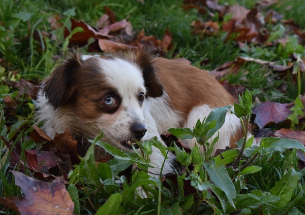 オッドアイの犬