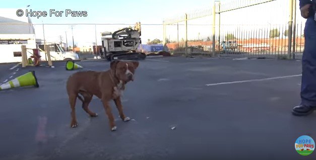 距離を取っている犬