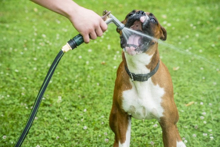 ホースから直飲みする犬