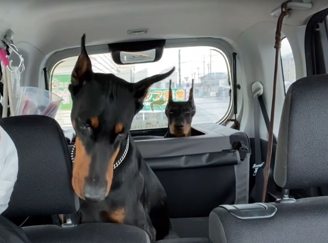 車に乗る犬と人