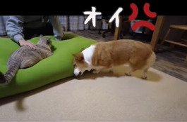 猫の方に向かう犬