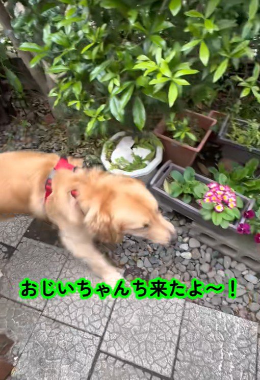 お家に遊びに来たら…