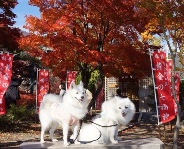 黄金の七福神をバックに犬