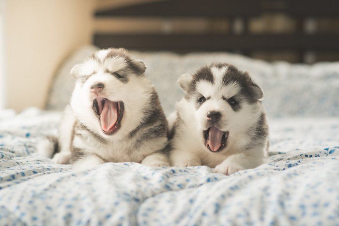 揃ってあくびをする二匹のハスキーの子犬