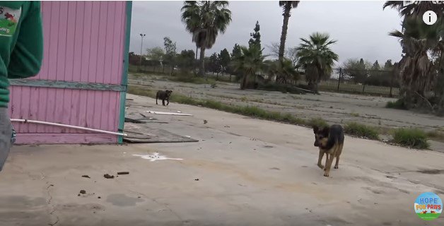 食べ物を追ってくる犬