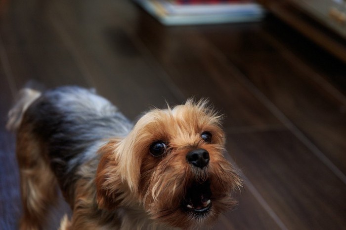 何かに対して吠えている犬