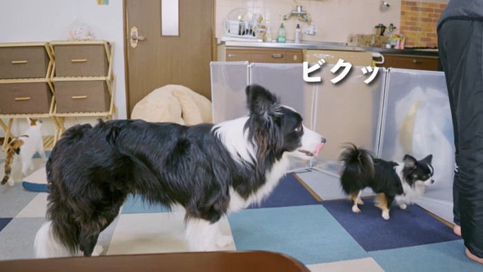 犬2頭と男性