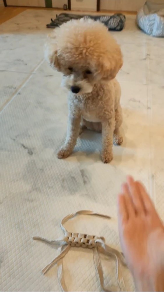 よそ見するトイプーに手を差しだす飼い主